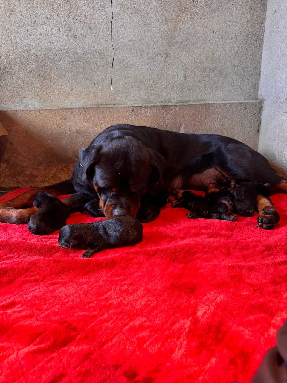 Rottweiler com pedigree. - Foto 5