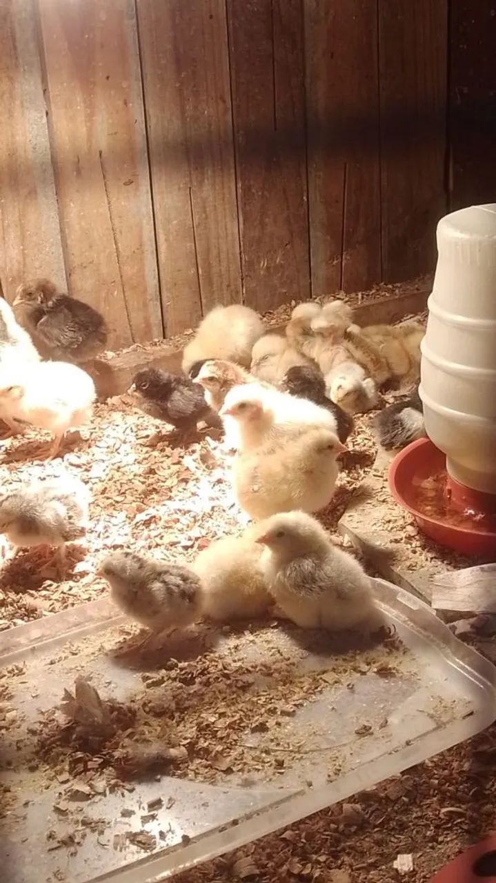 Frango caipira 