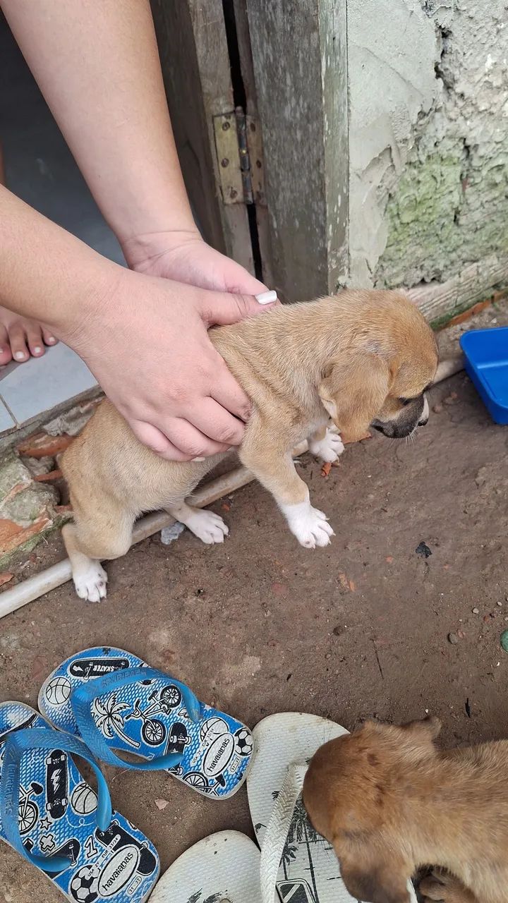 CACHORRO PARA DOAÇÃO  - Foto 4