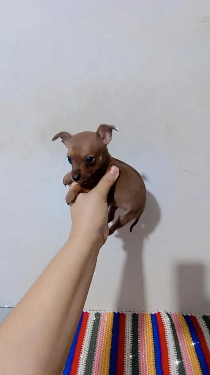 Pinscher zerinho macho  - Foto 2