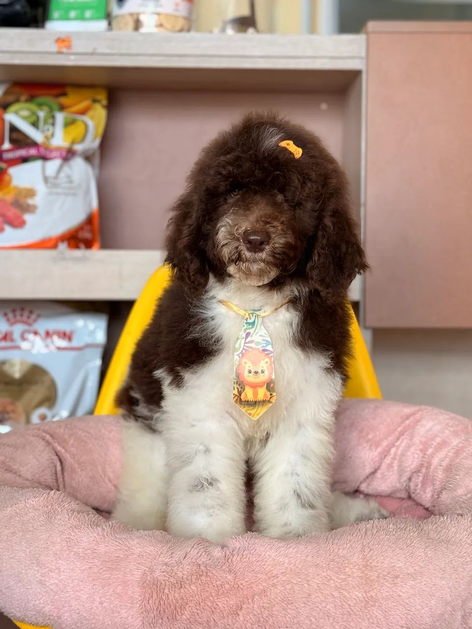 Poodle Standard/Gigante  - Foto 2