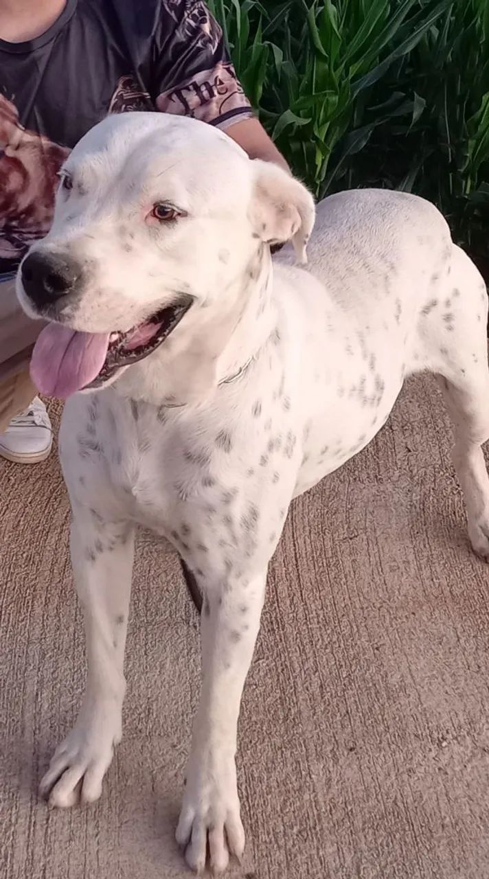 Dogo argentino 