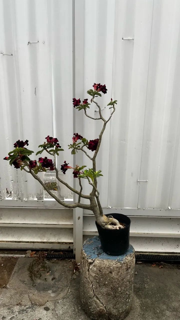 Rosa do deserto amarela e roxa.  - Foto 2