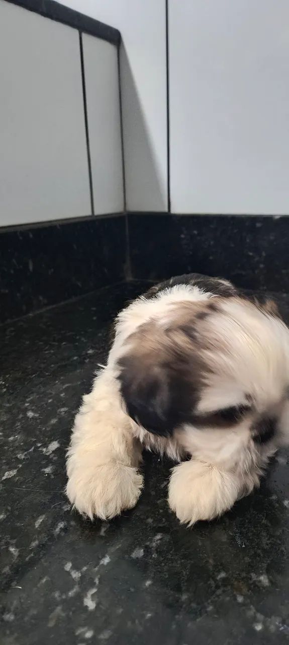 Filhotes de Shih tzu macho em Uberaba  - Foto 5