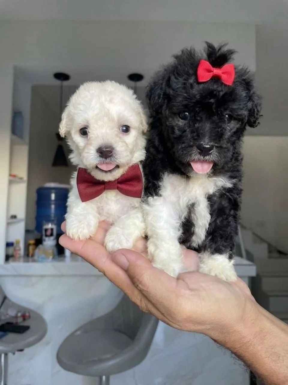 Poodle toy 