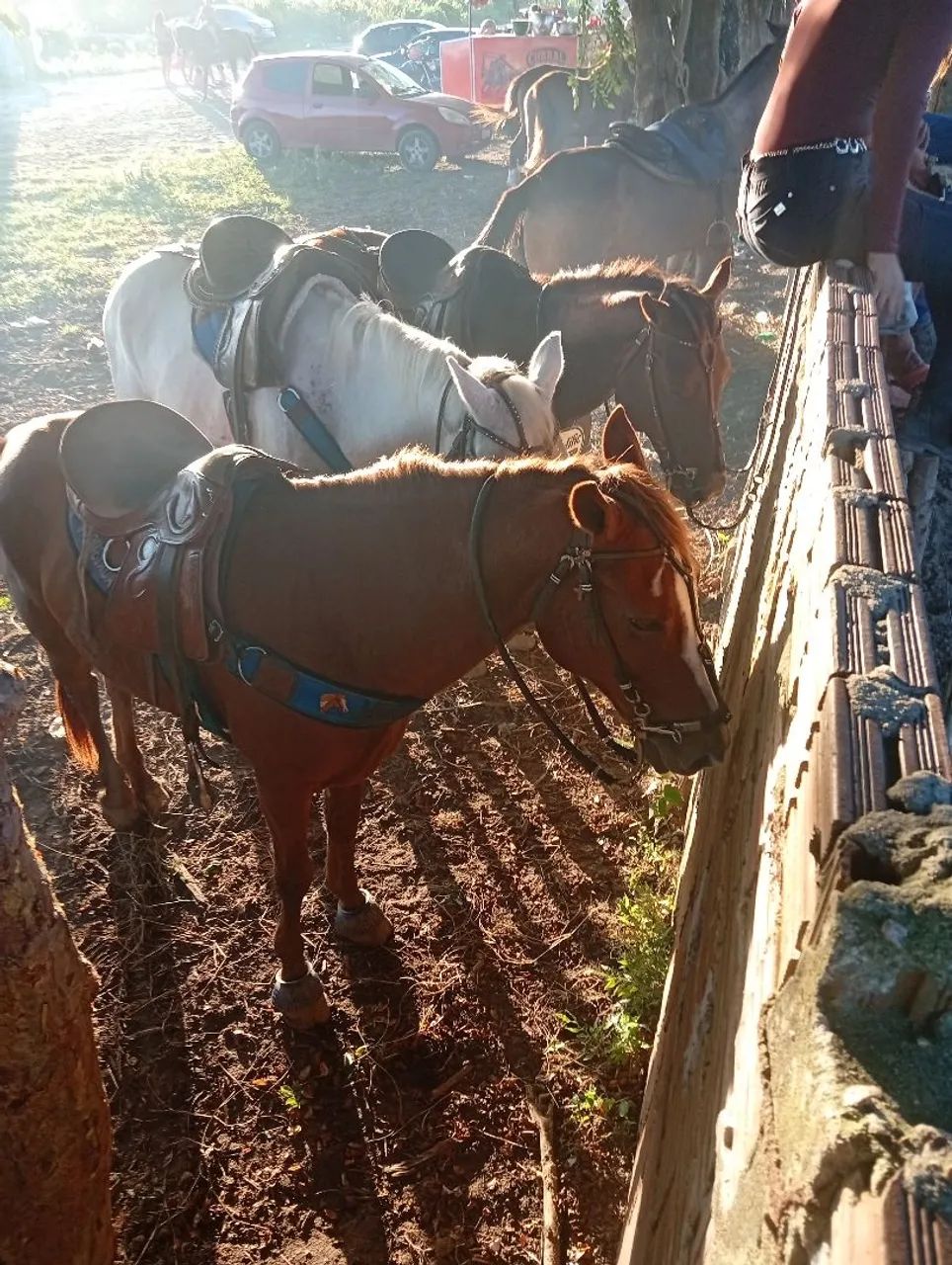 Cavalo para vender de esquerda - Foto 4