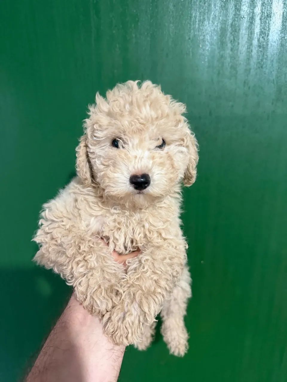 Poodle machinhos - Foto 3