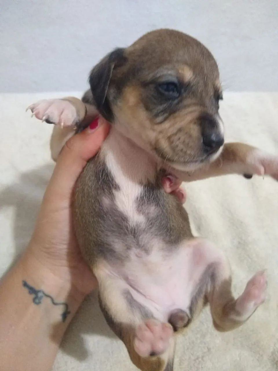 Cachorrinhos doação  - Foto 2