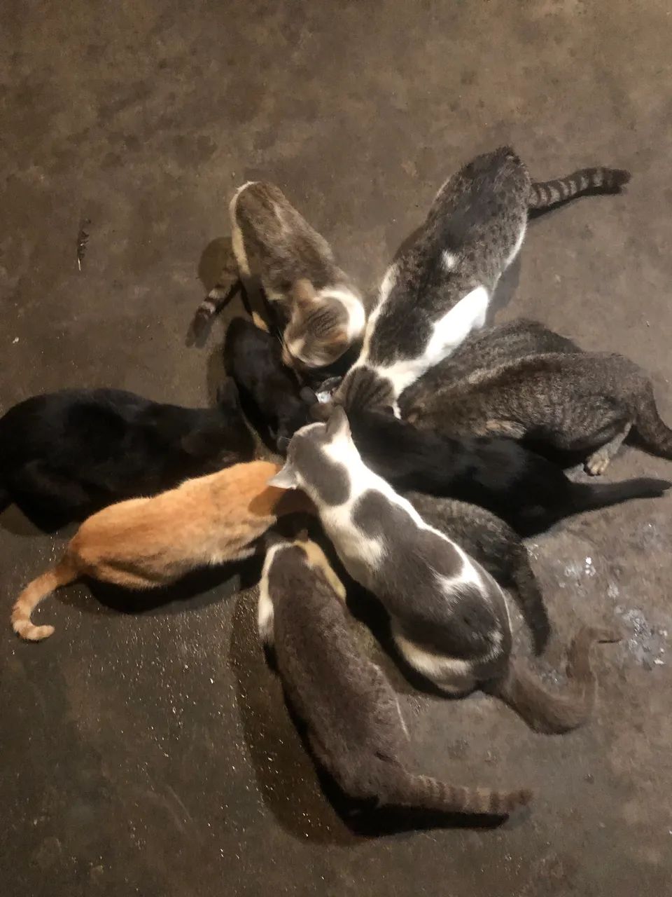 Doa se gatos - Foto 2