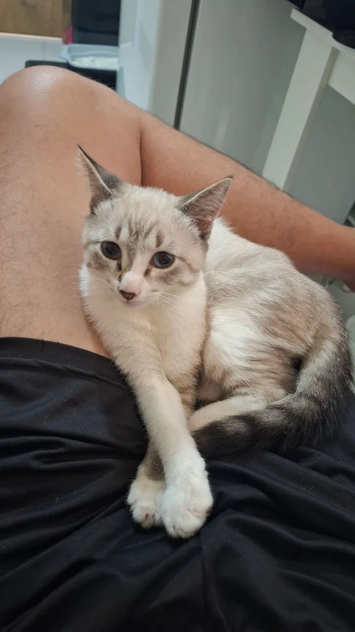 Doação de Gato