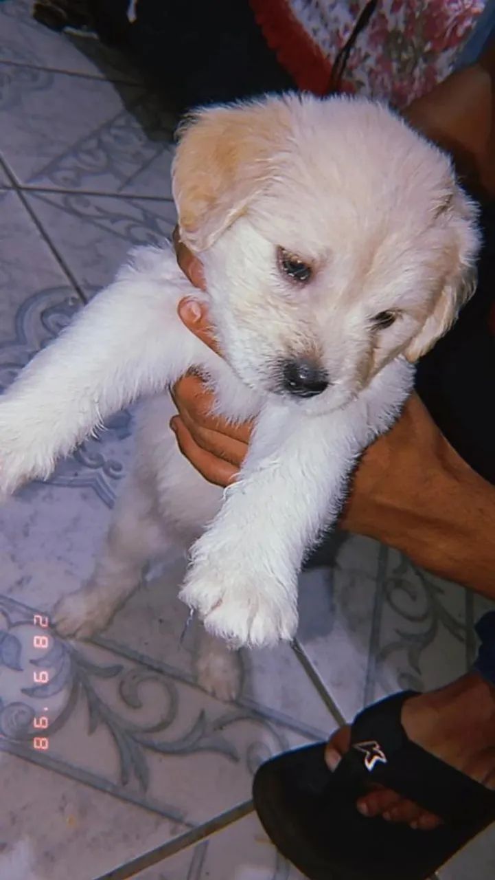 Cachorro Shitzu 