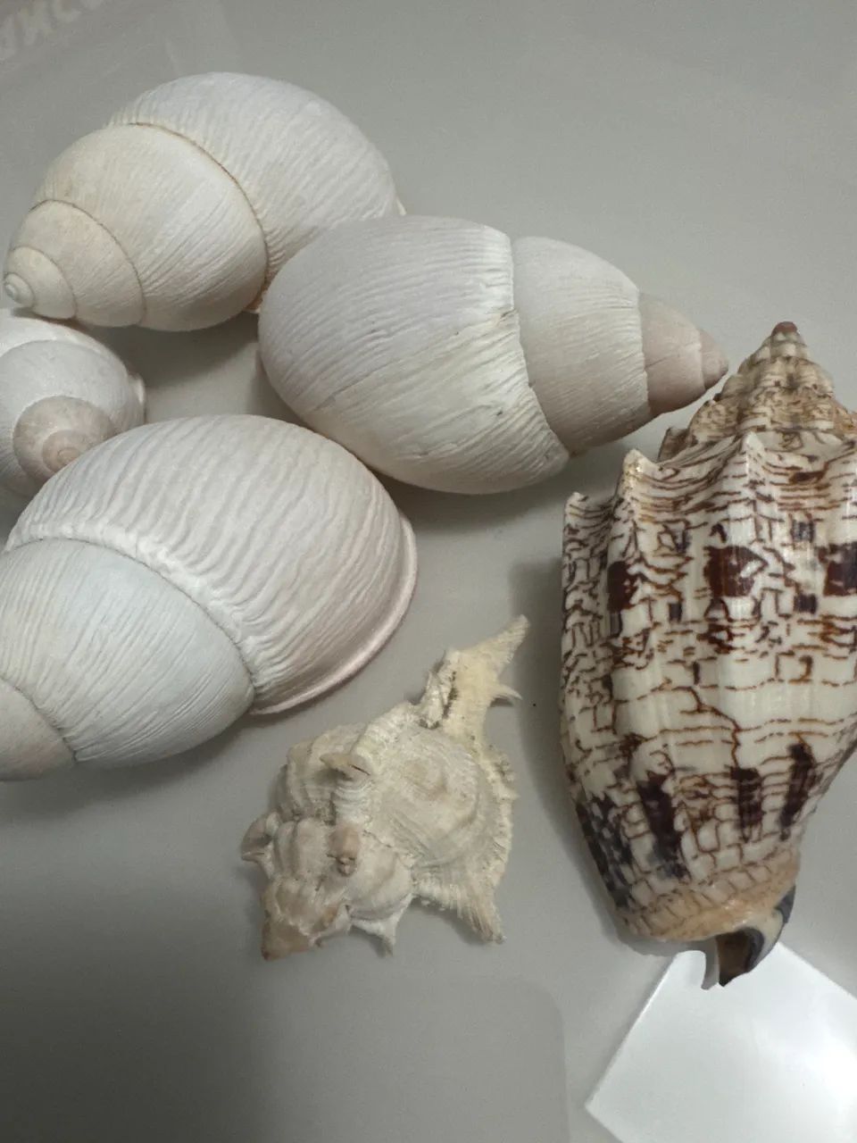 Kit de Conchas marítimas - Foto 3
