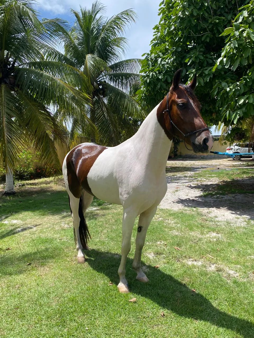 Vendo Mangalarga Marchador 
