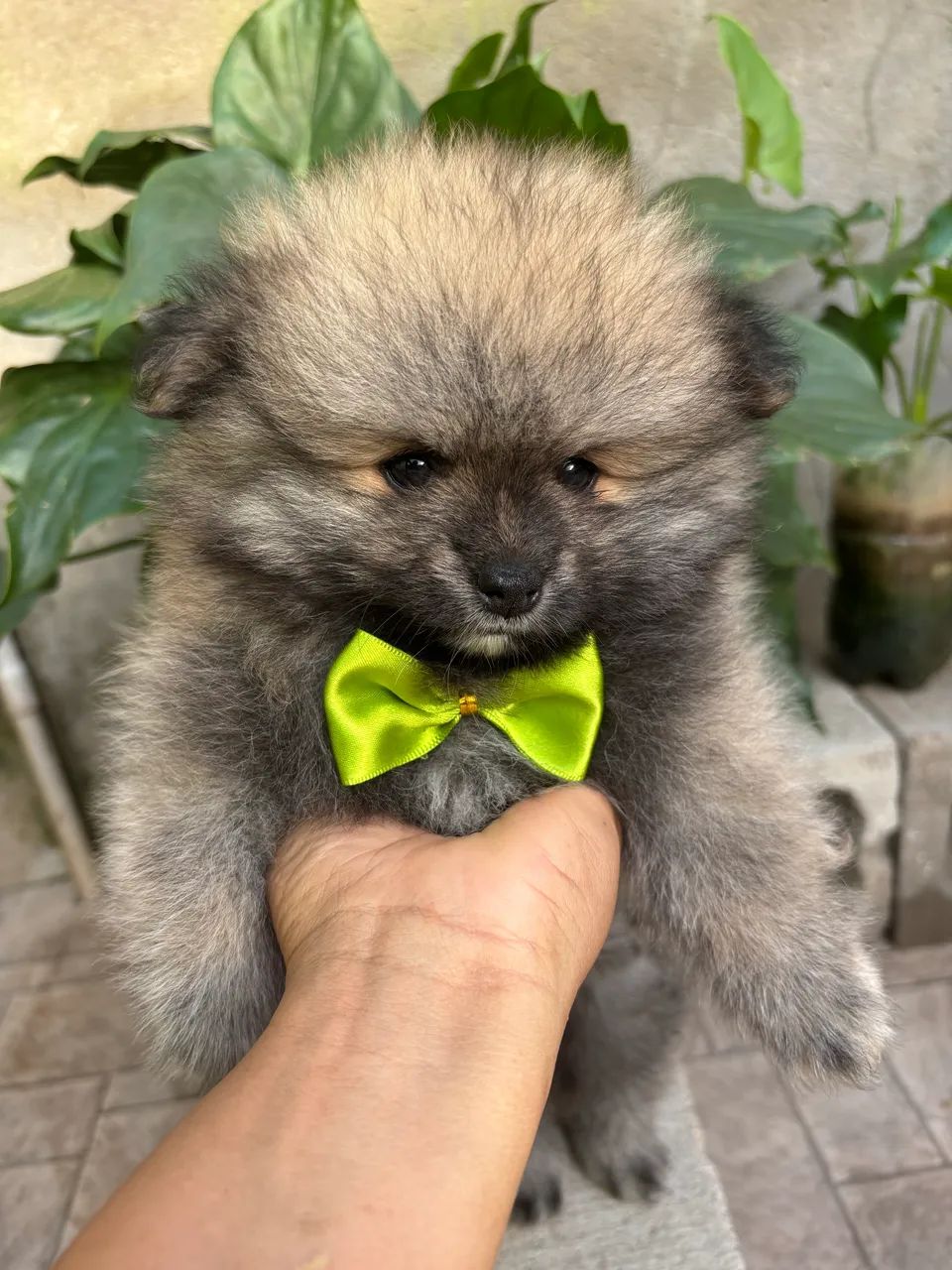 Cachorro  - Foto 3