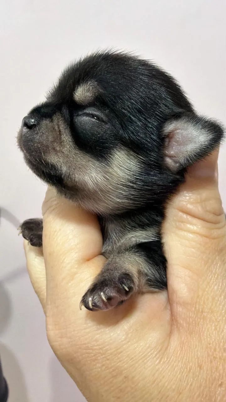 Chihuahua macho filhotes 