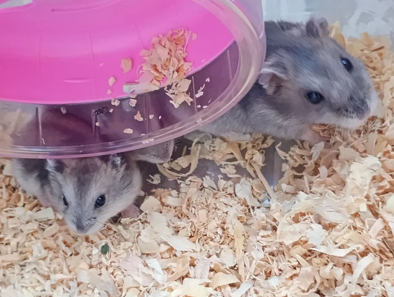 Lindos filhotes de ramister anão súber dócil  - Foto 2