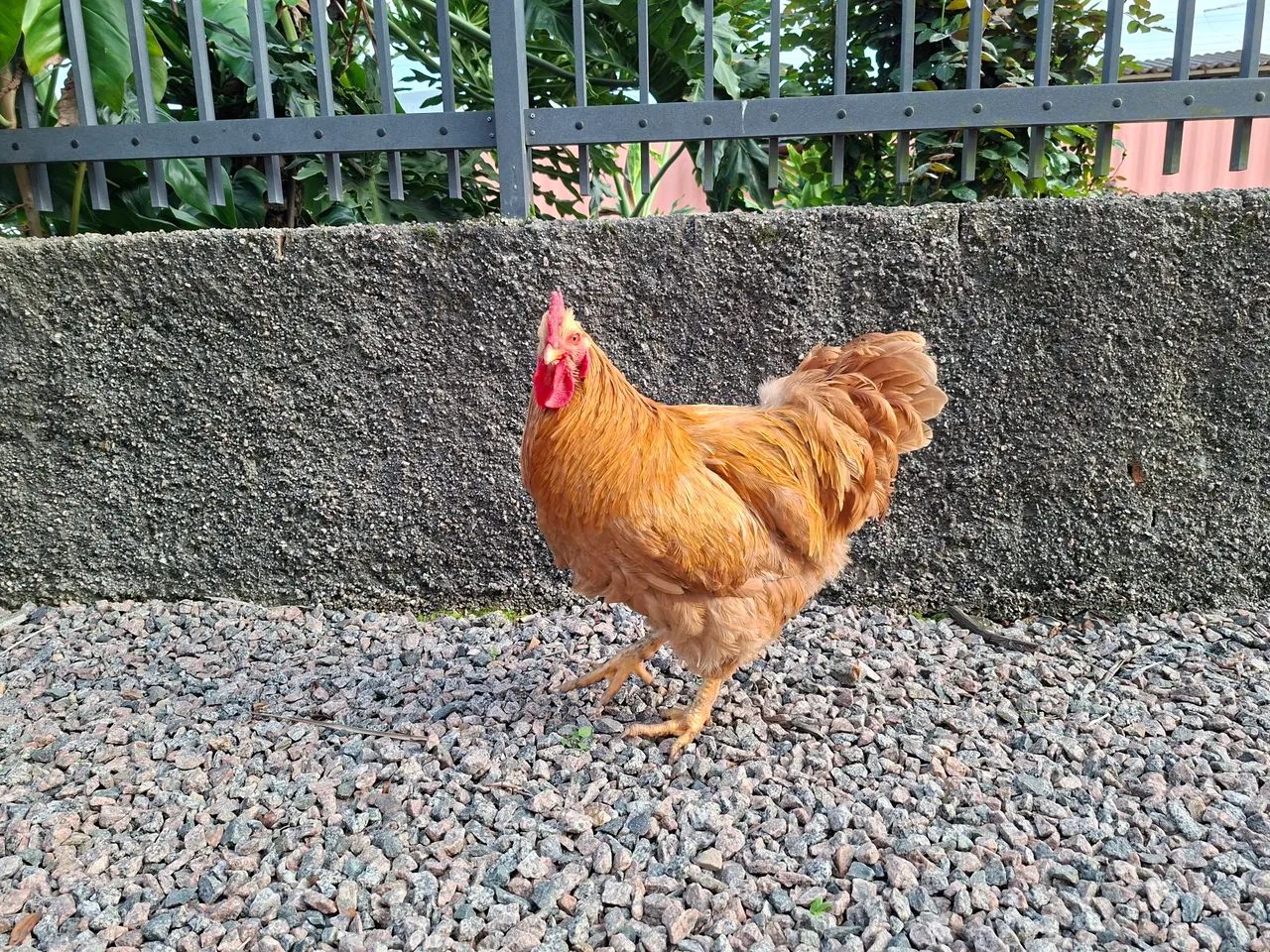 Galo orpington 