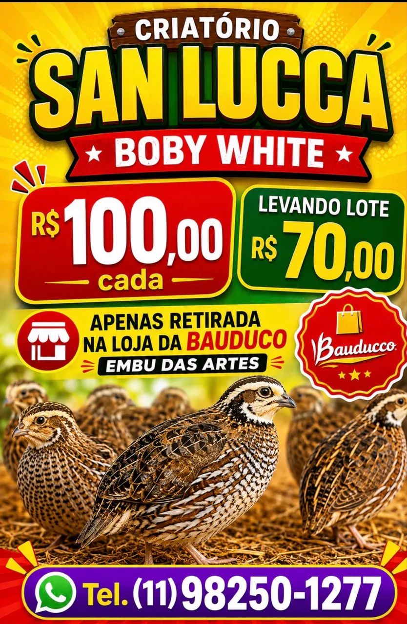 Codornas Boby White 
