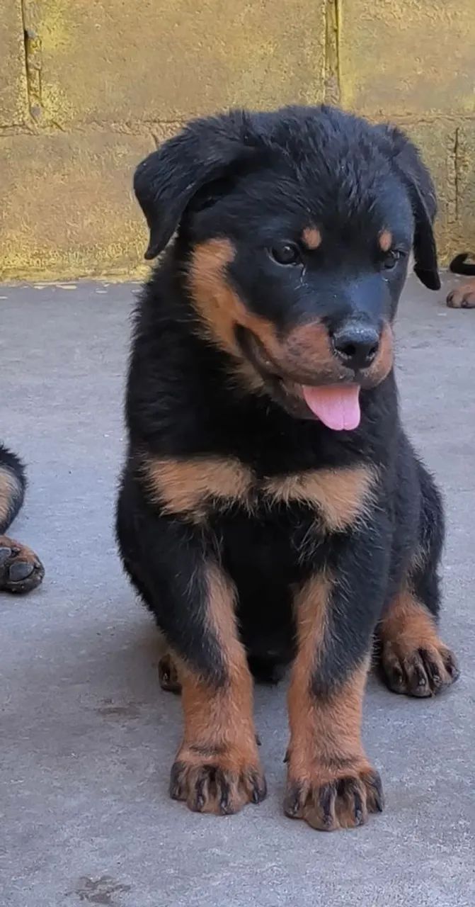 Rottweiler  - Foto 2