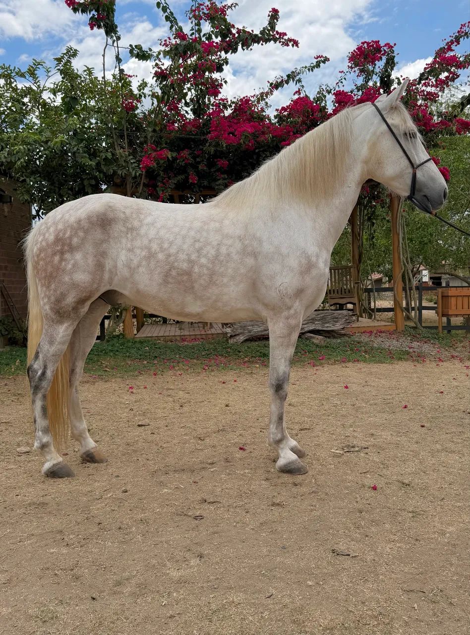 Cavalo Mangalarga Marcha Picada 