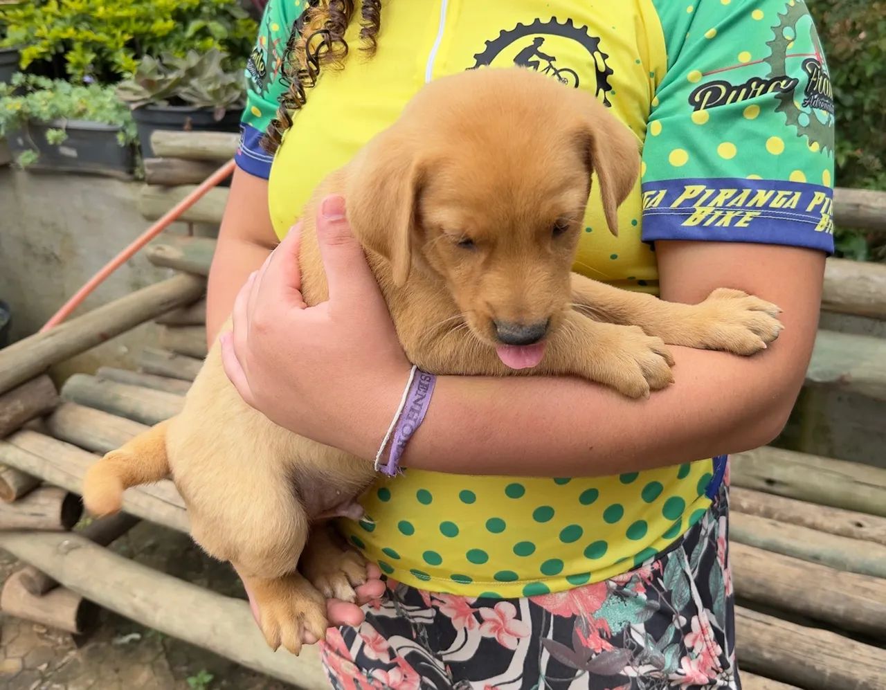 Filhote de golden com labrador  - Foto 4