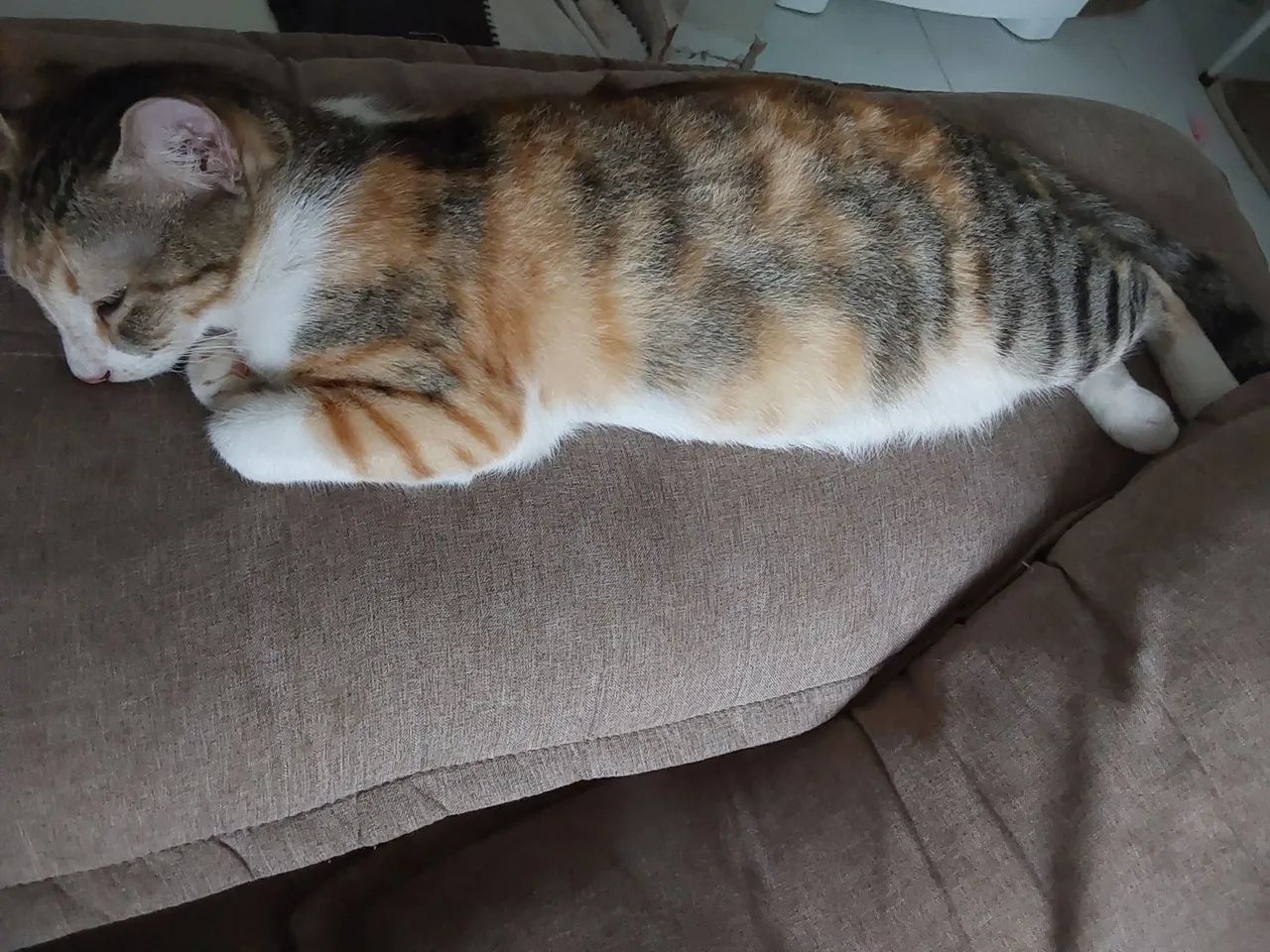 Quem adota uma gatinha carinhosa é possessiva com o dono? Kk - Foto 3