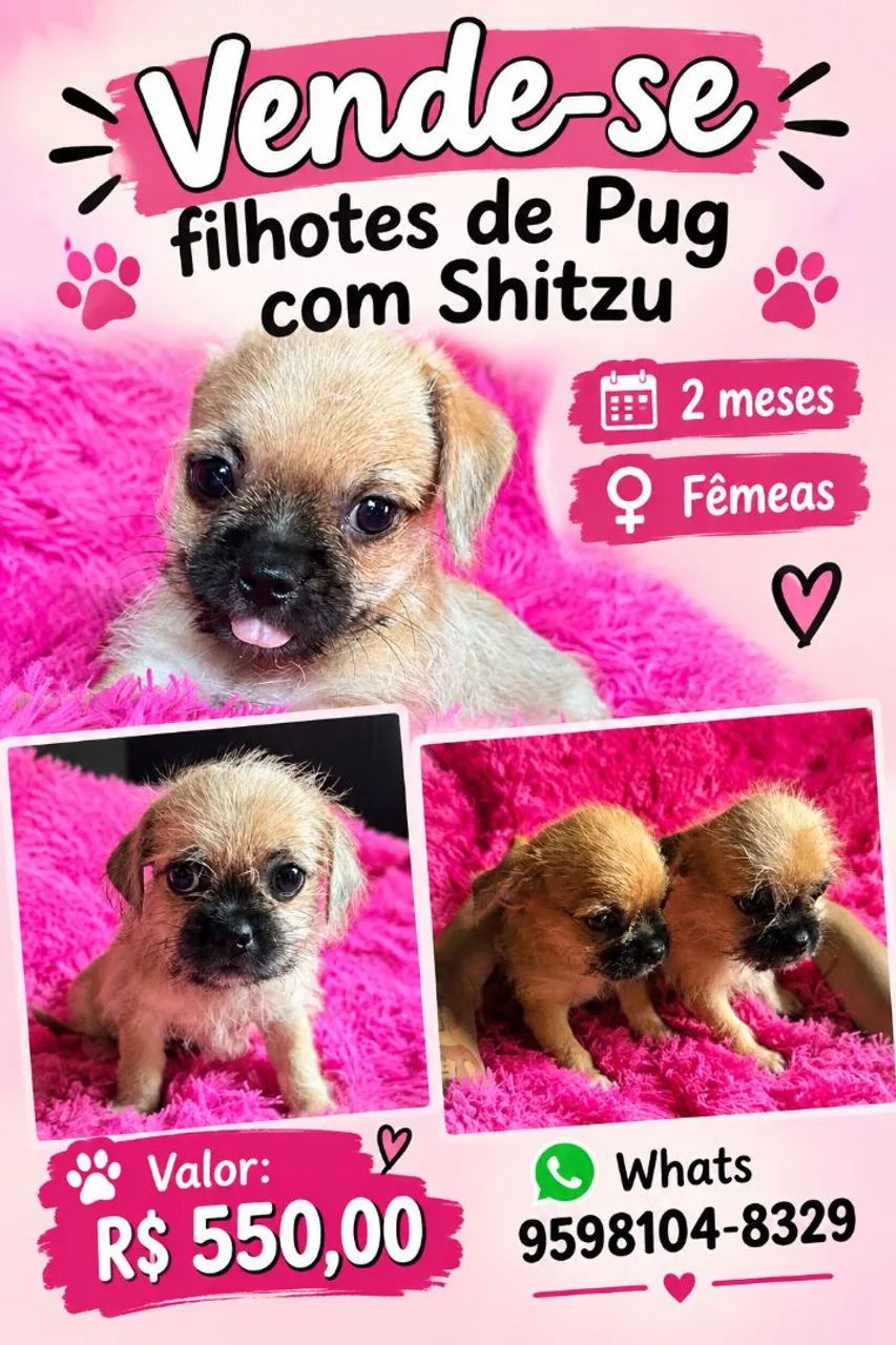 FILHOTE DE PUG COM SHITZU ?