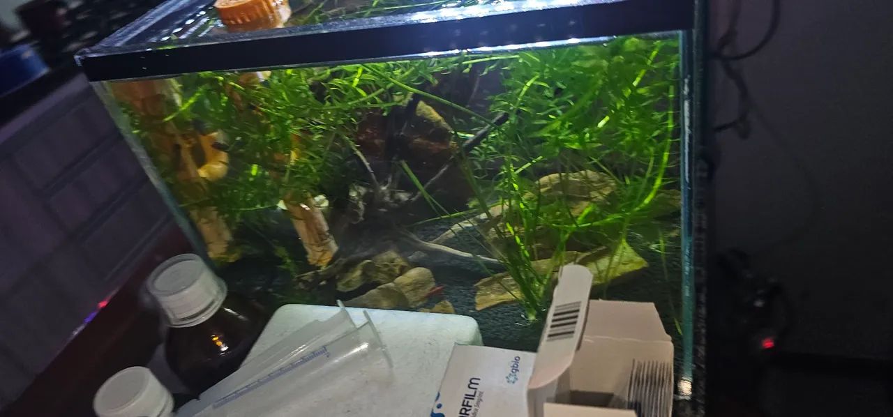 Aquario435653759909253121