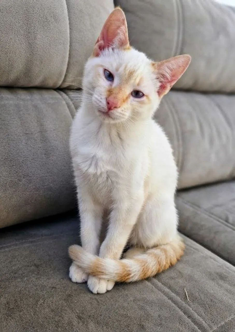 Gato macho 6 meses