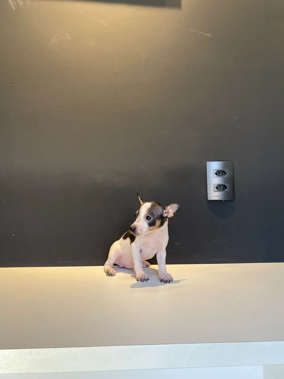 Pinscher 1 machinho 