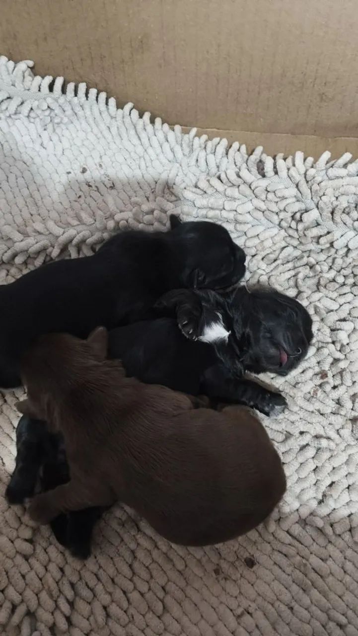 Filhotes da raça Morkie (Yorkshire com Maltês)  - Foto 4