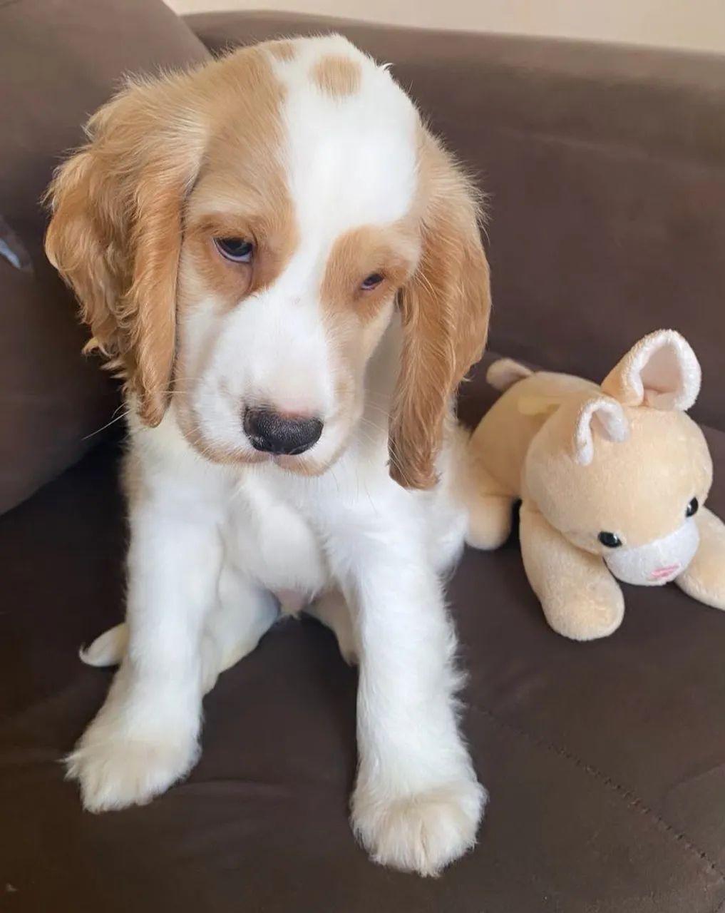 Cachorro  - Foto 2