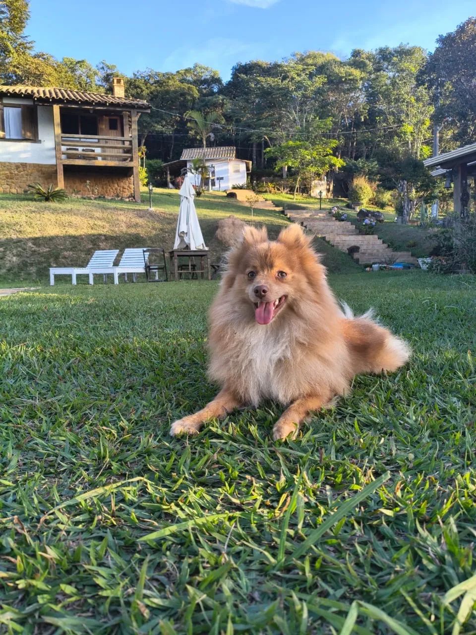 Sptiz alemão  - Foto 4