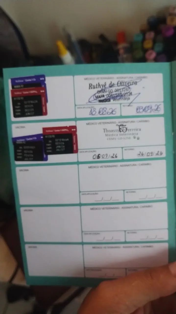 Cachorro  - Foto 5