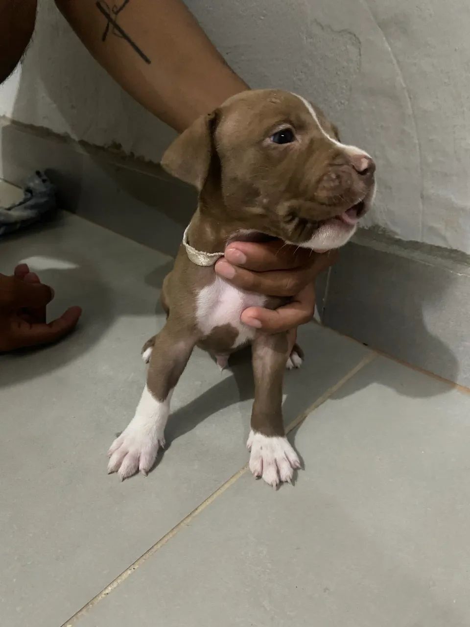 Filhote de pitbull  - Foto 3