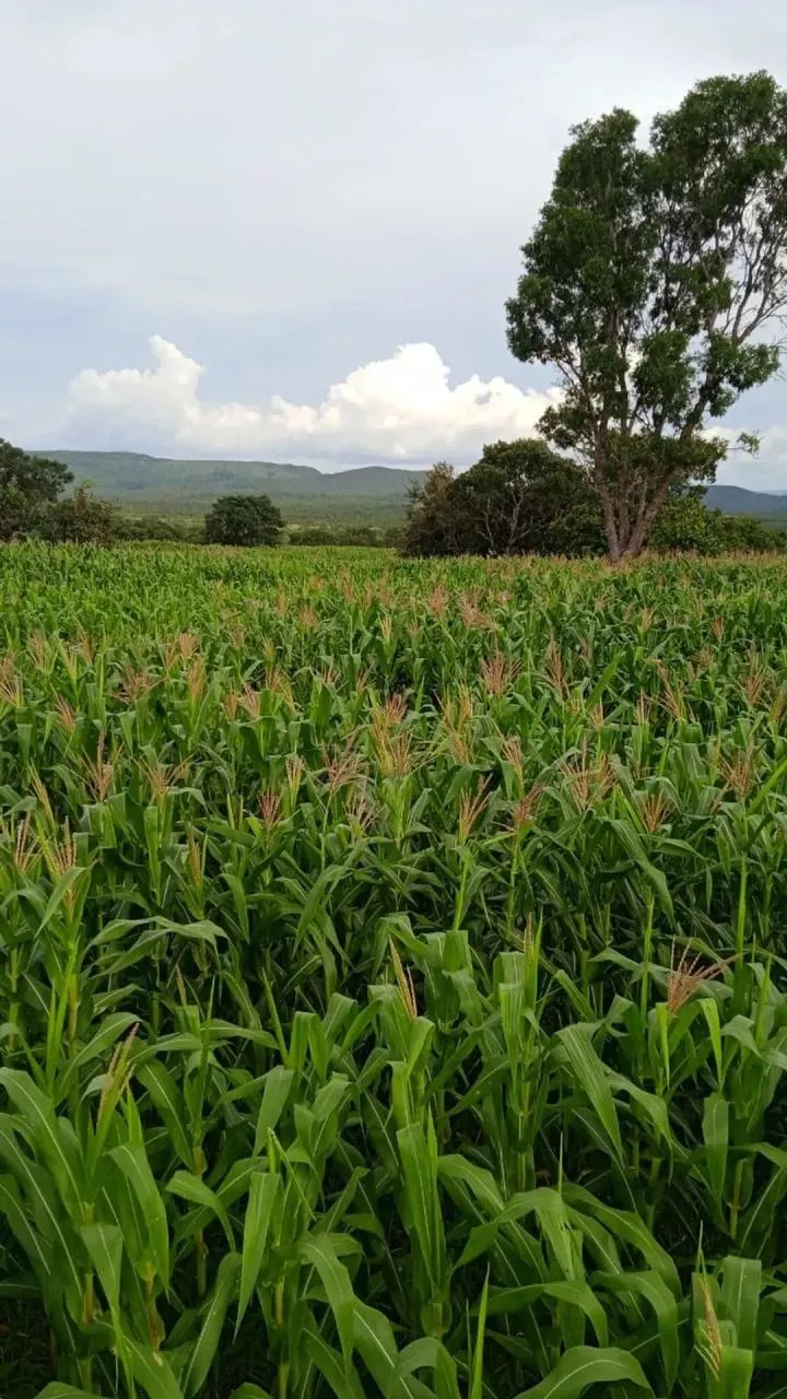 Fazenda a venda, em Peixe Tocantins!!! - Foto 3