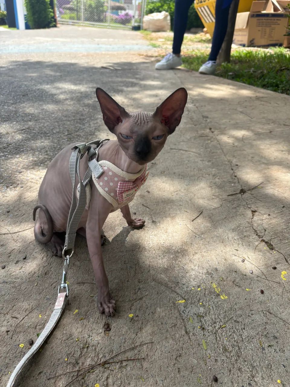 Procura-se macho da raça sphynx - Foto 4