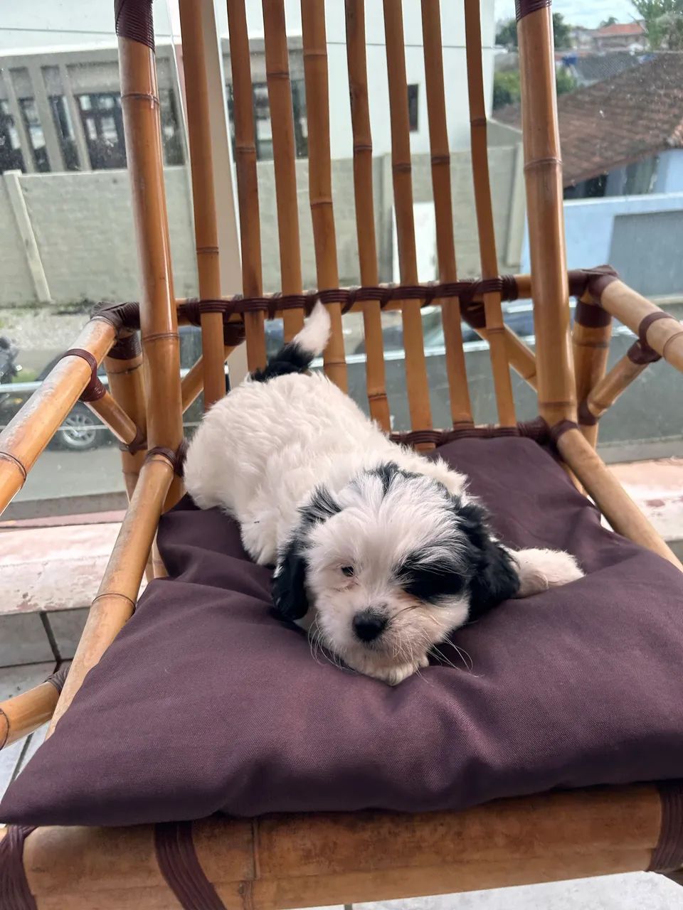 Filhote lhasa apso            890,00 - Foto 2