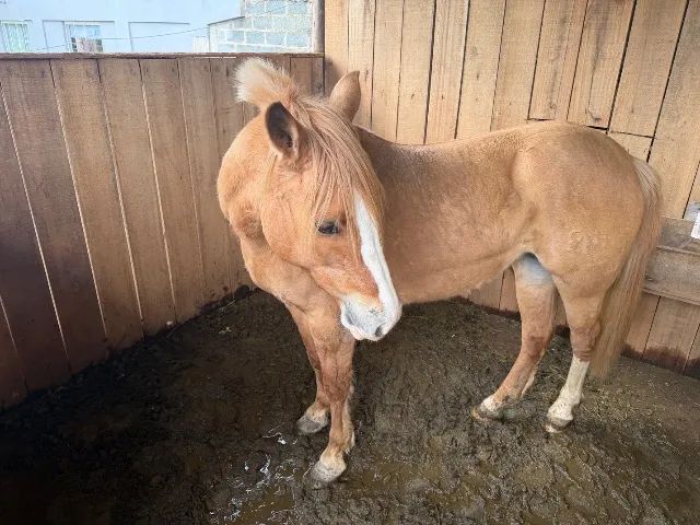 Égua  - Foto 3