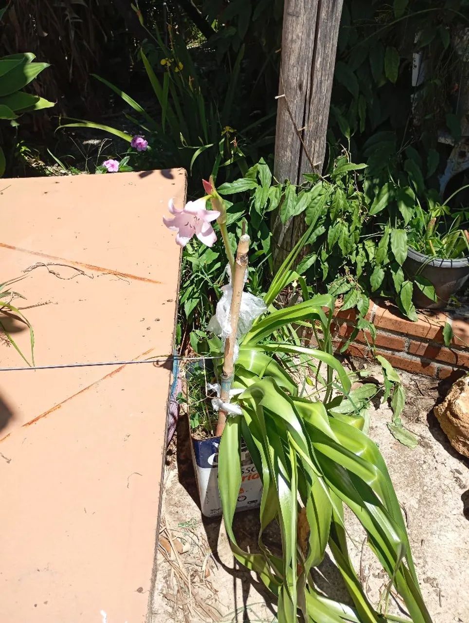 Plantas e sementes  - Foto 3