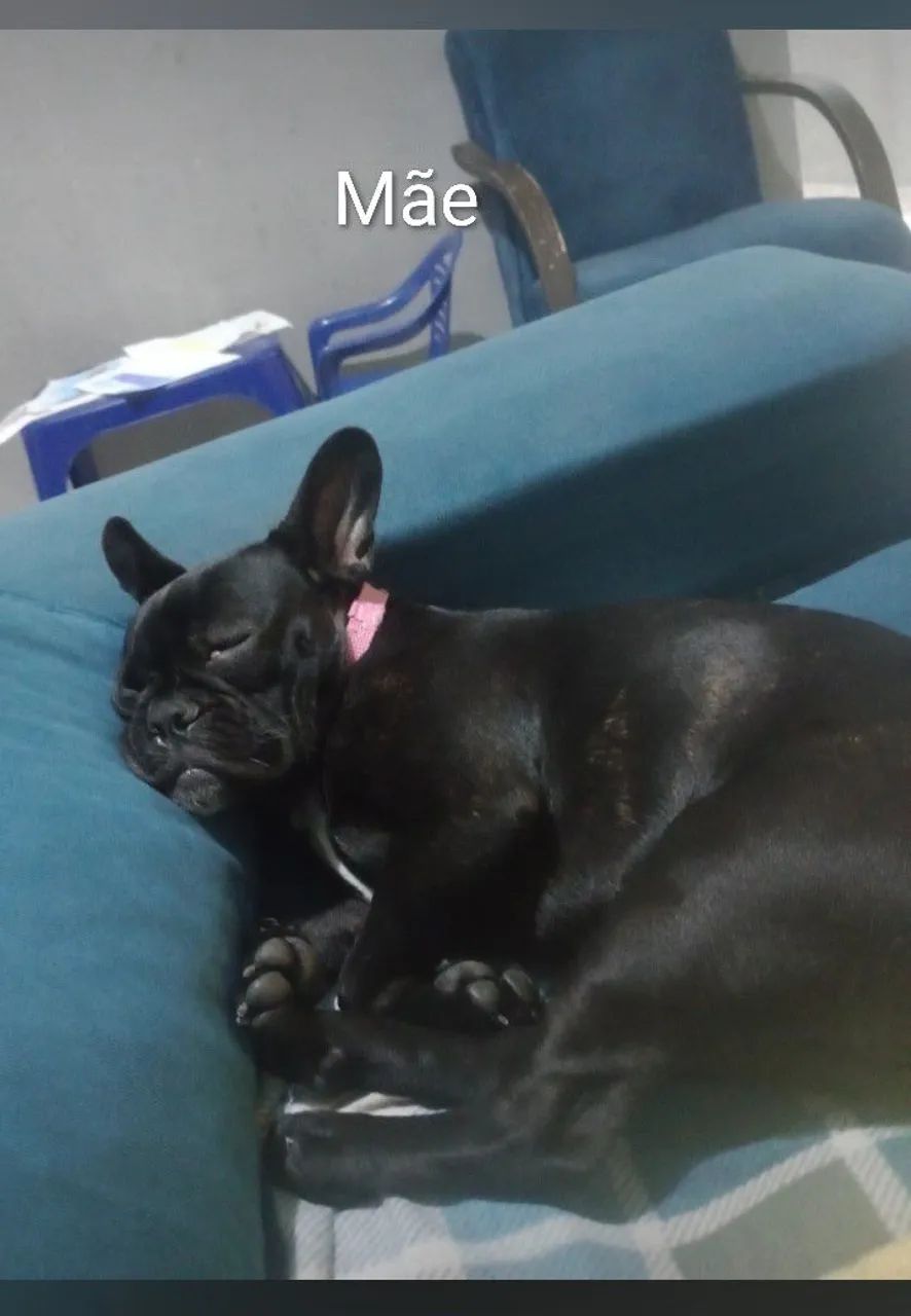 Bulldog Francês  - Foto 4