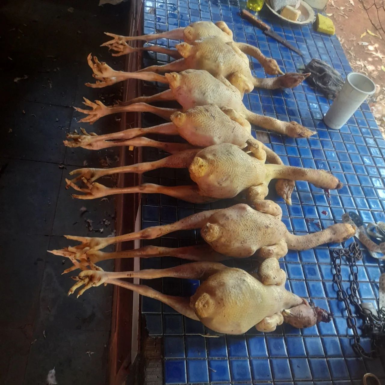 Frangos e galinhas caipiras