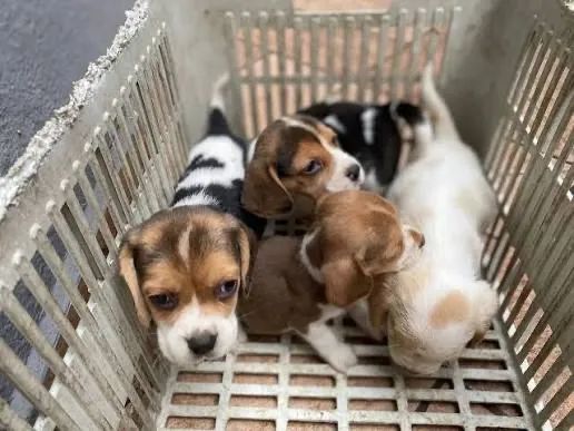 Beagle divertidos e com energia única 
