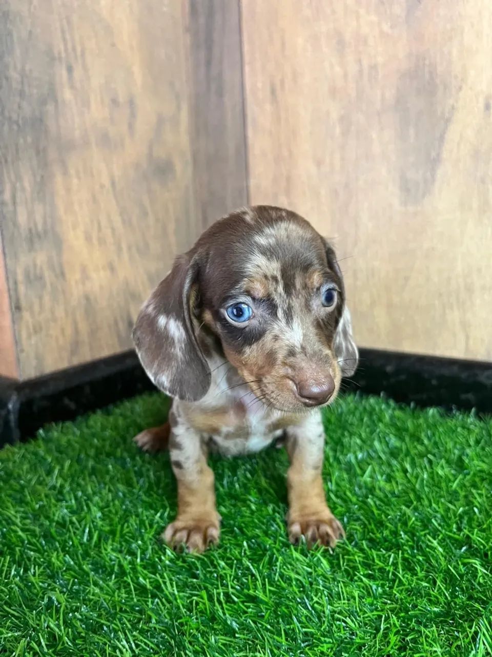 dachshund salsichinha  - Foto 2