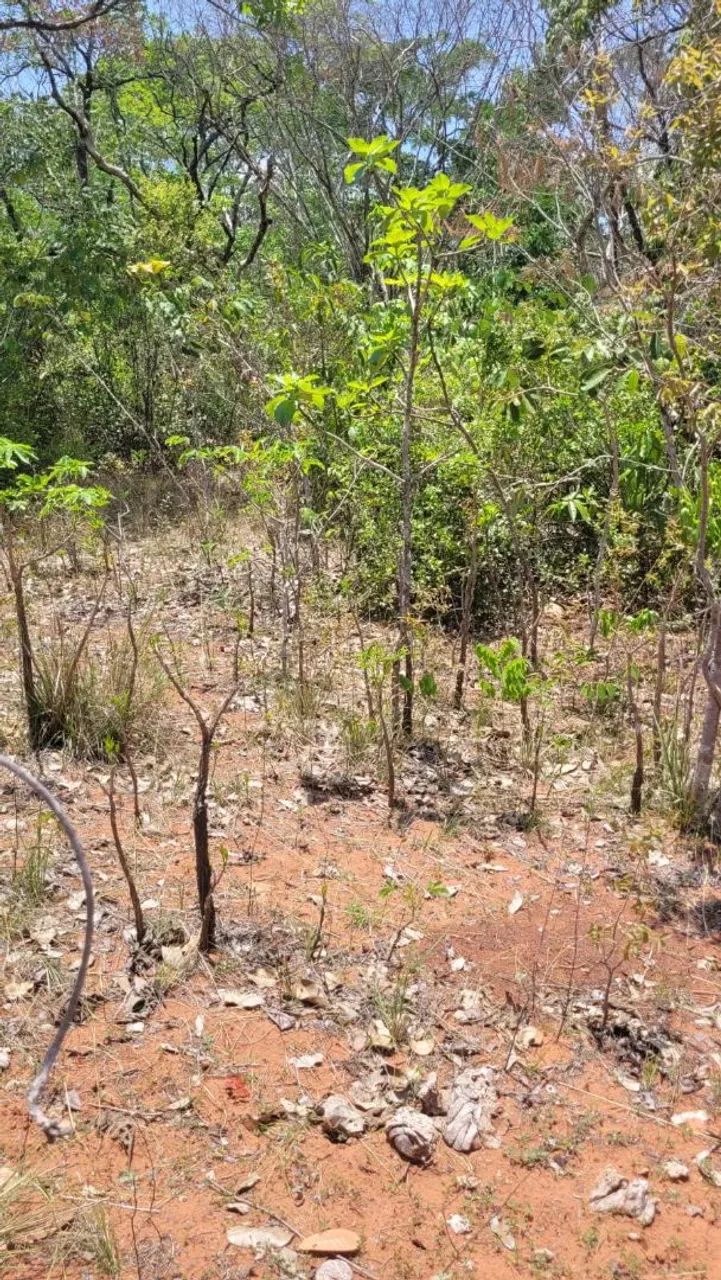 Grande Fazenda à Venda - Ideal para Agricultura e Pecuária - Foto 6