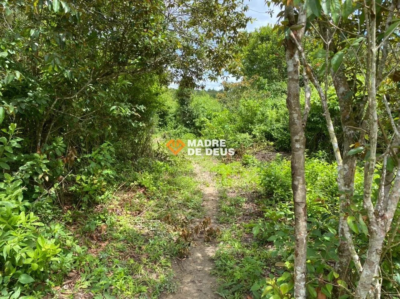 Sitio em Guaramiranga 24ha - Foto 5