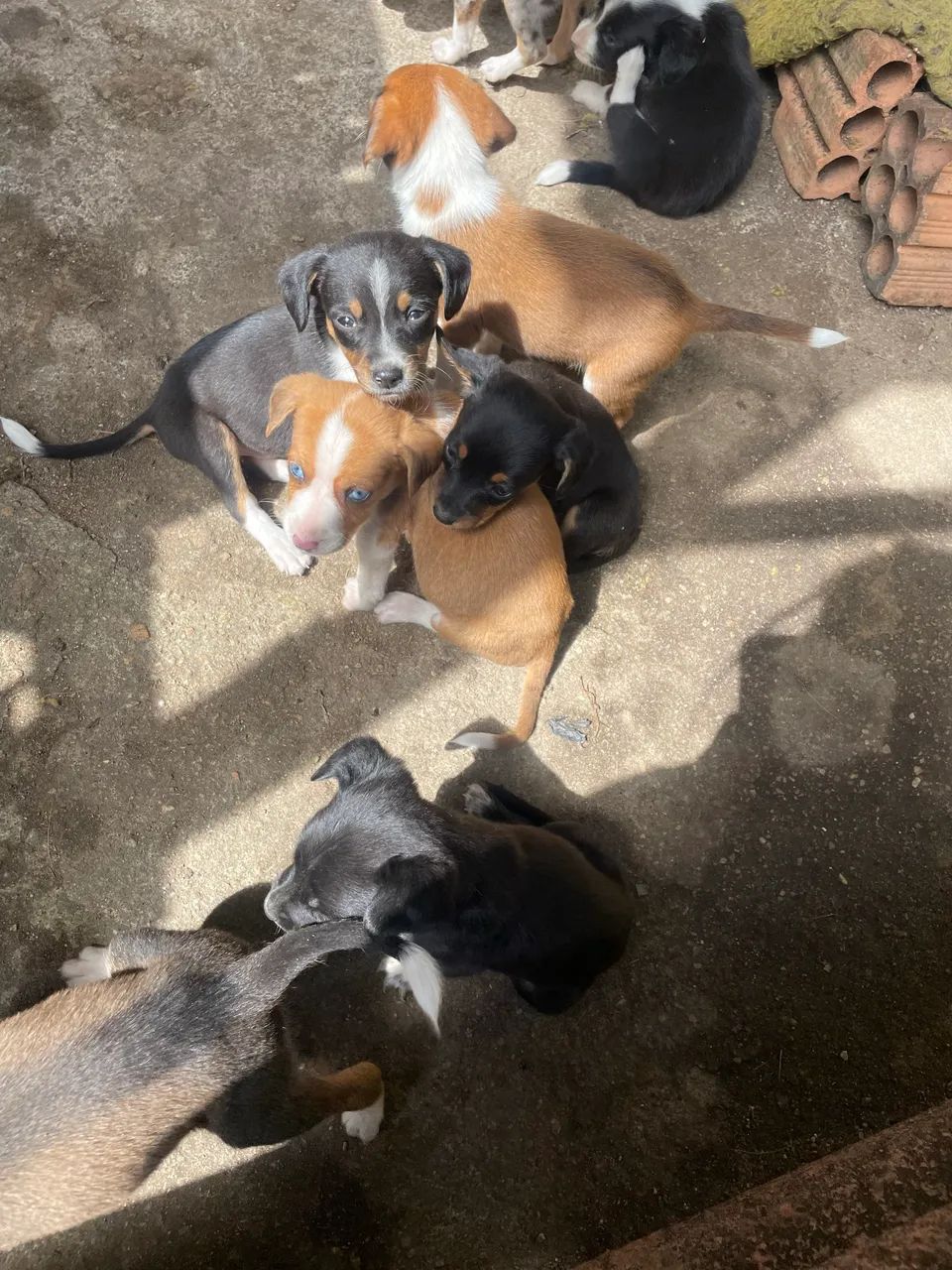 Cachorros para doa ção  - Foto 2