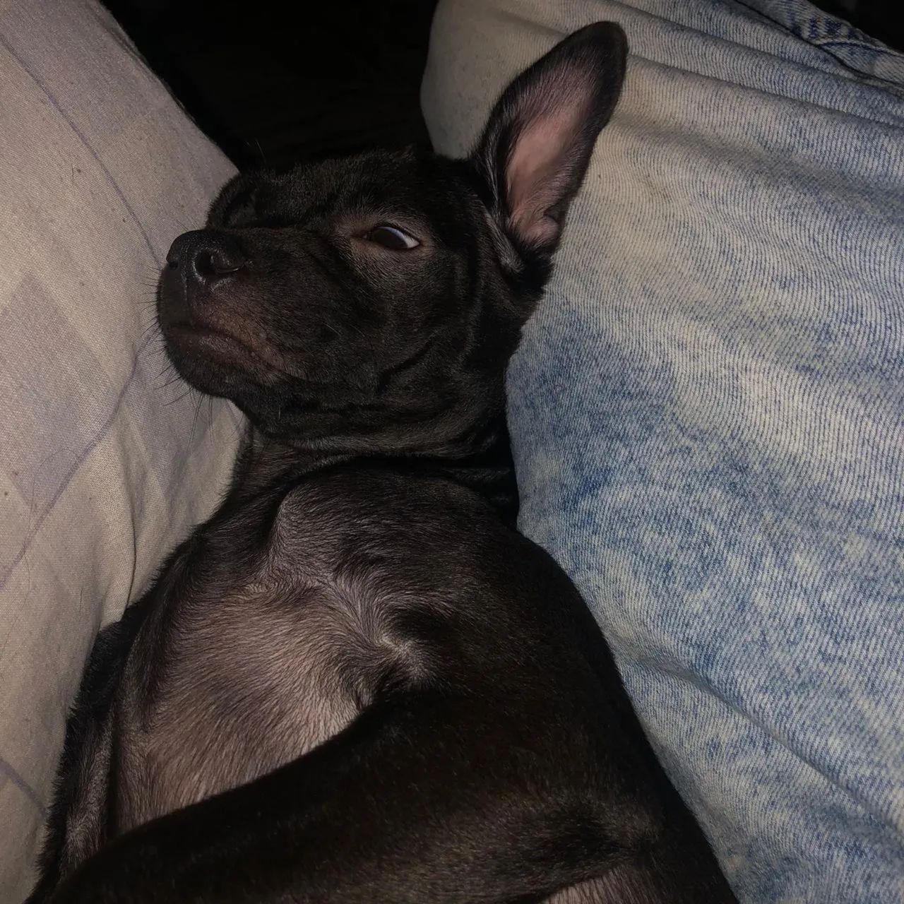 Cachorros - Foto 4