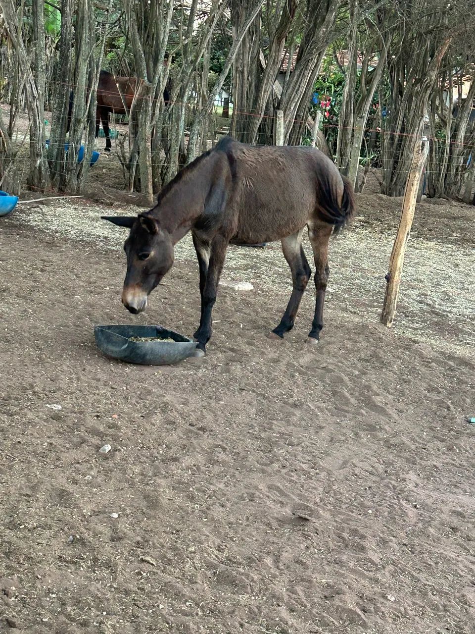 Burro bom de cela - Foto 4