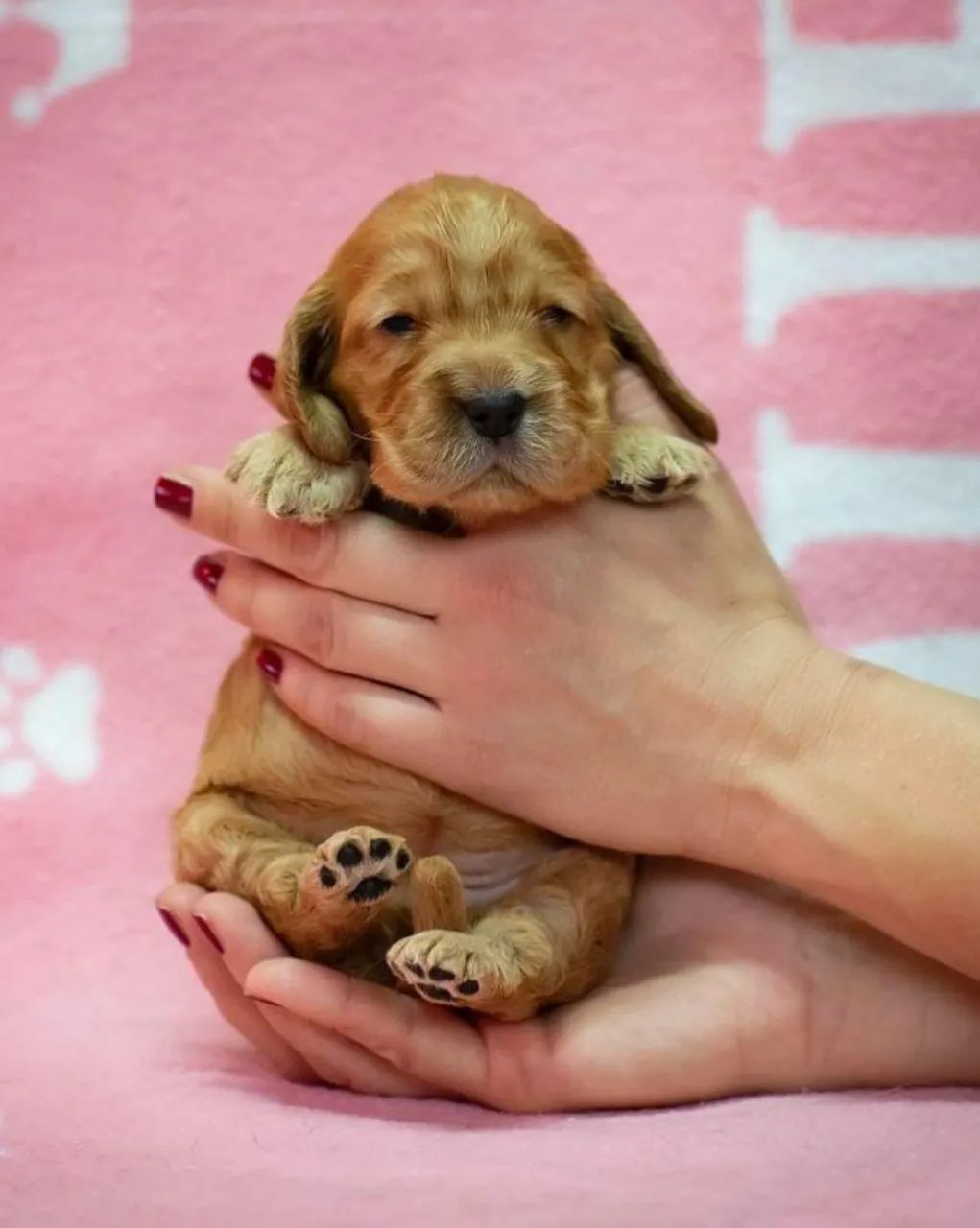 Cocker spaniel carinhoso 